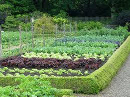 vegetable garden