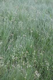 buffalo grass seed for sale