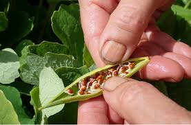 native plant seeds