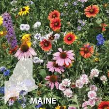 native wildflower seeds