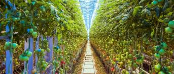 online horticulture programs