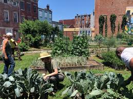 community gardening