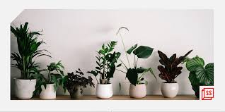 eco friendly indoor plants