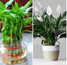 eco friendly plants