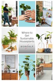 eco friendly house plants