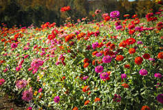 planting zinnias