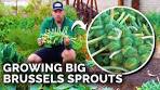 brussel sprout growing