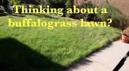 buffalo grass