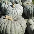 heirloom vegetable seeds