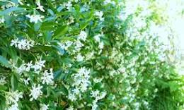 star jasmine plant