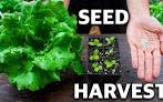 growing lettuce