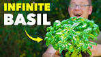 basil planting