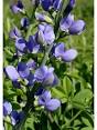false blue indigo