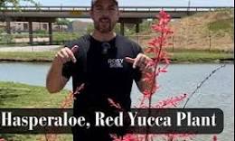 hesperaloe parviflora red yucca
