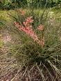 red yucca plant