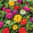 zinnia seeds