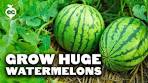 planting watermelon