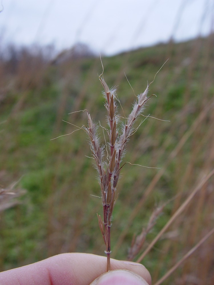 andropogon gerardii big bluestem