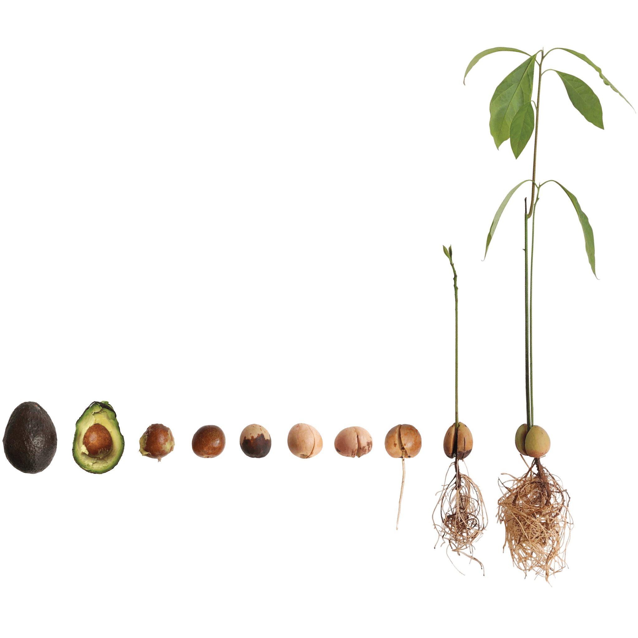 growing avocado from seed