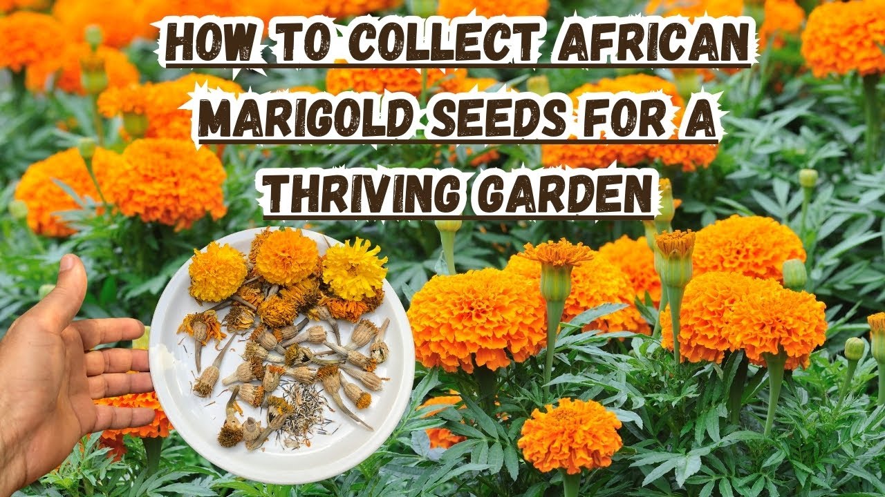 marigold seeds