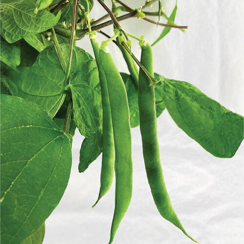 beans plants