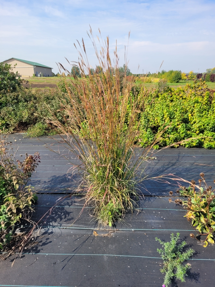 big bluestem