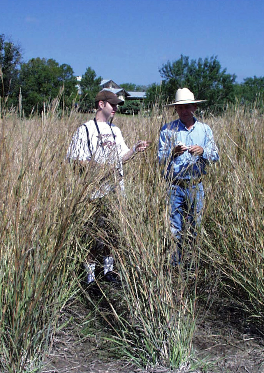 big bluestem grass