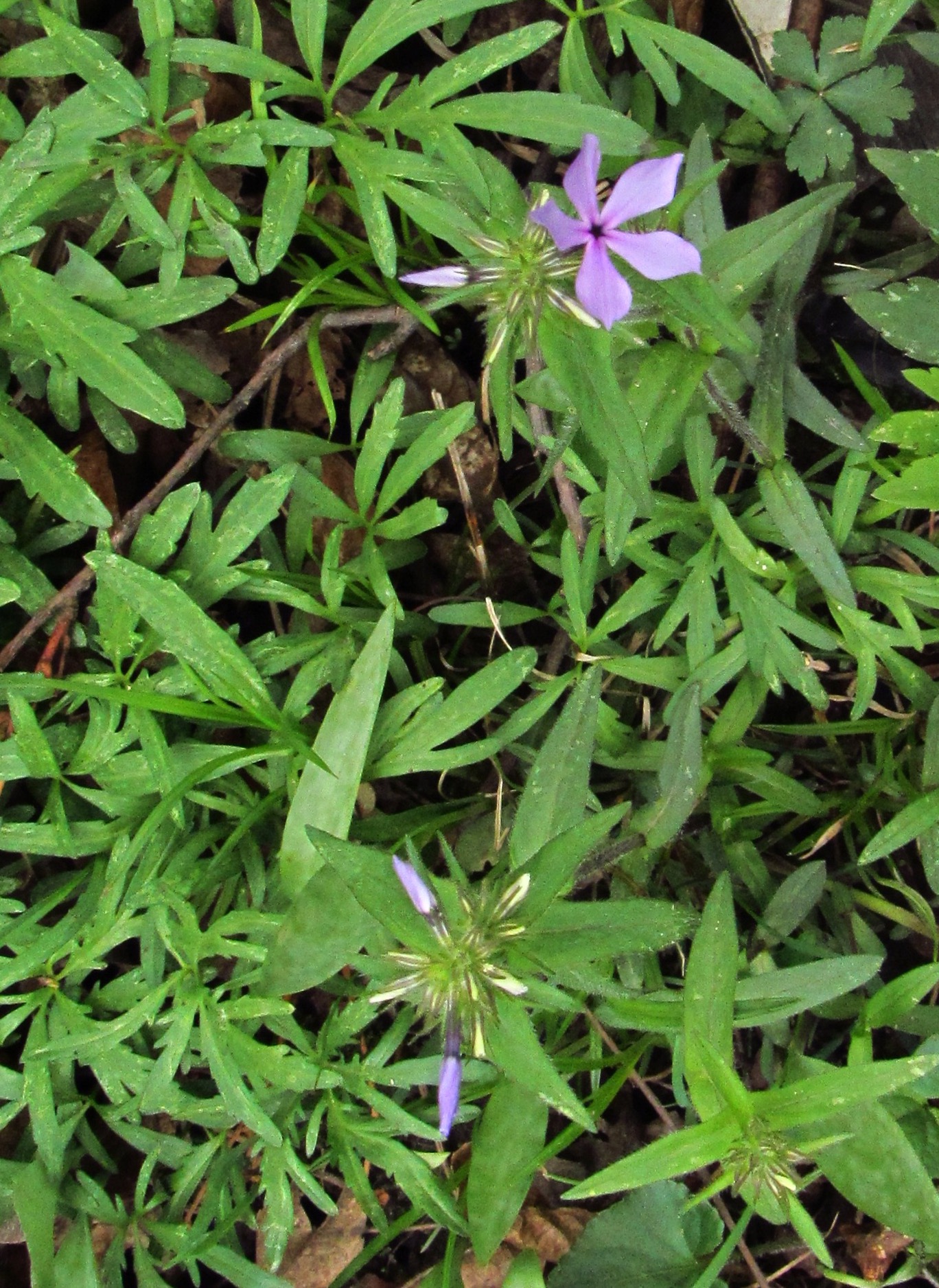 wild phlox