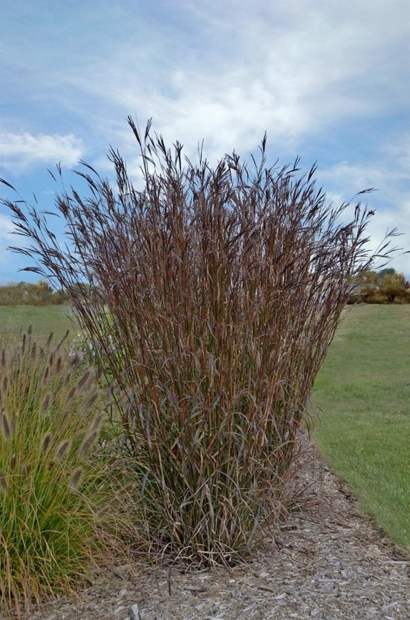 big bluestem