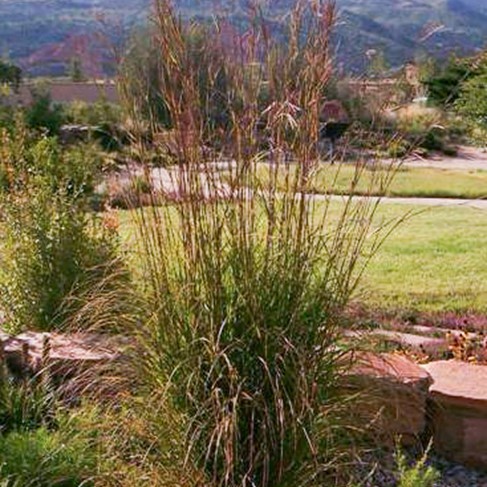 big bluestem grass