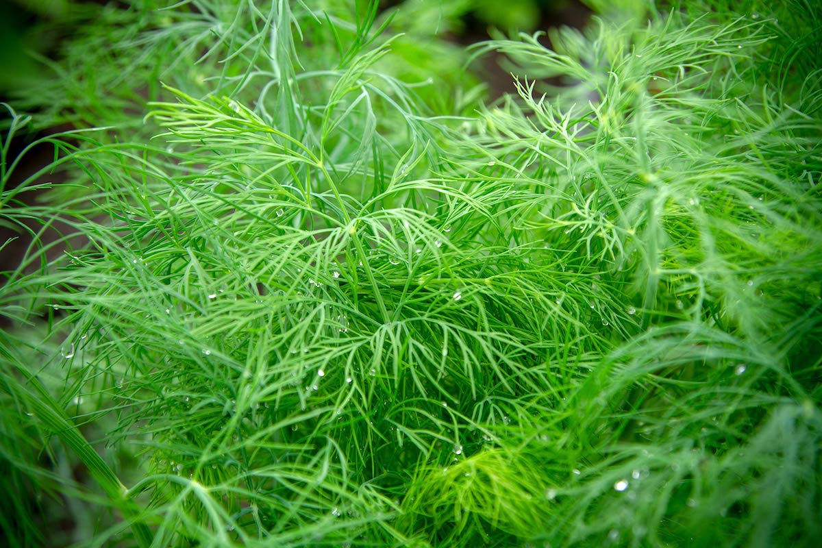 dill plants