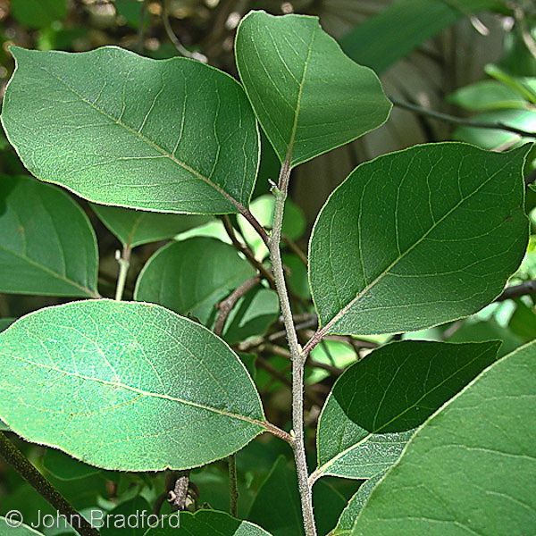 diospyros virginiana