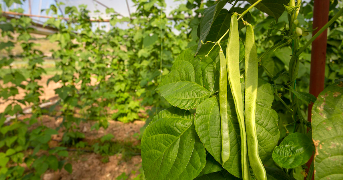 green beans growing