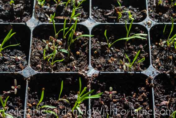 carrot seedlings