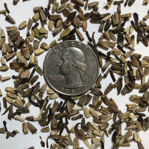 coneflower seeds