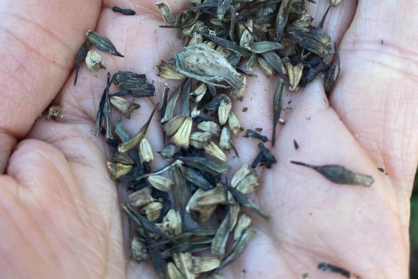 echinacea seeds