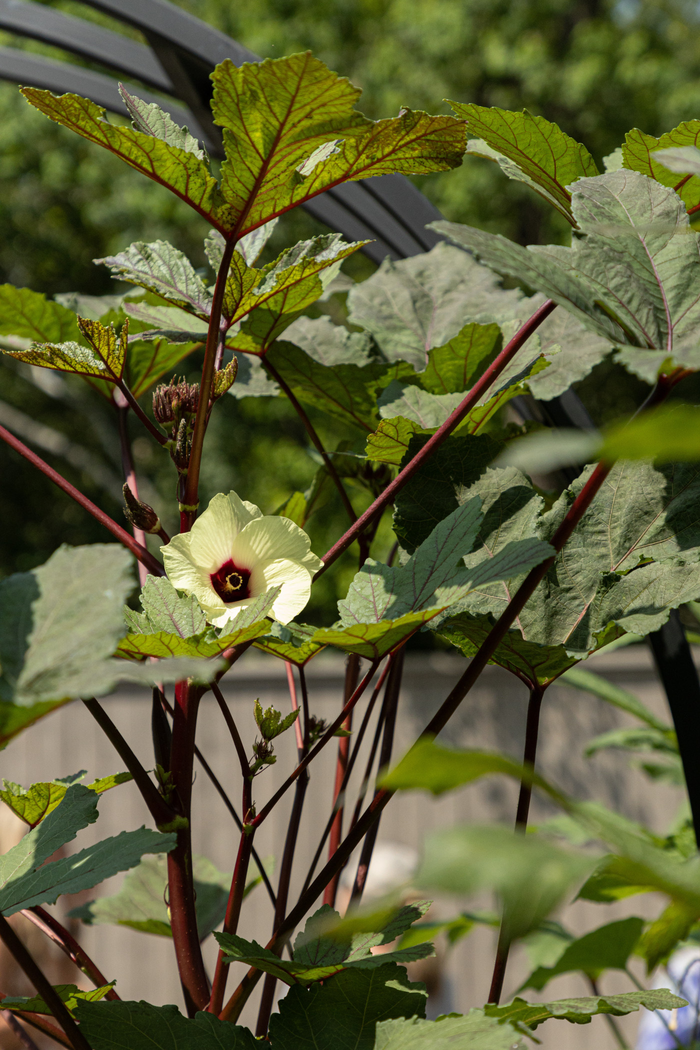 growing okra