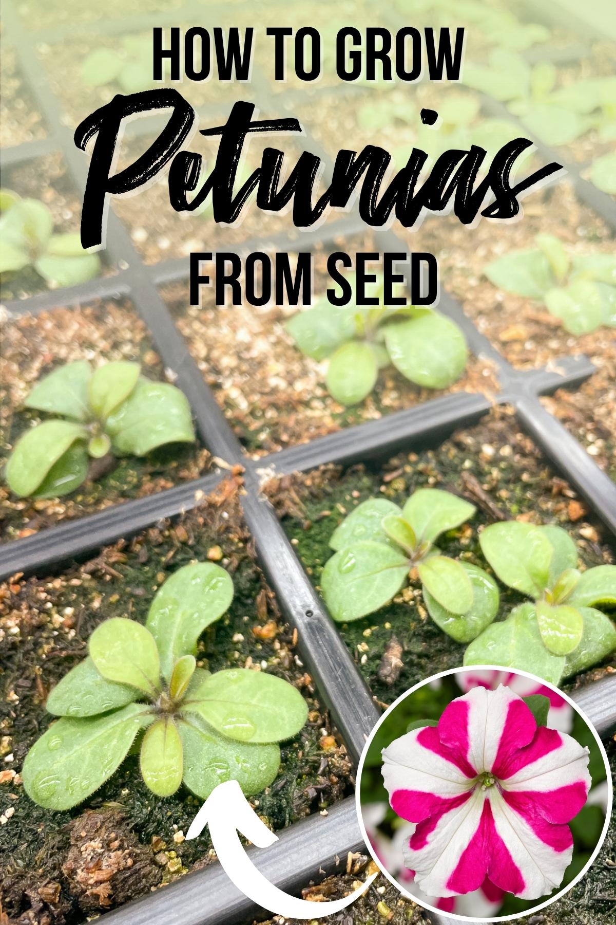 petunia seeds