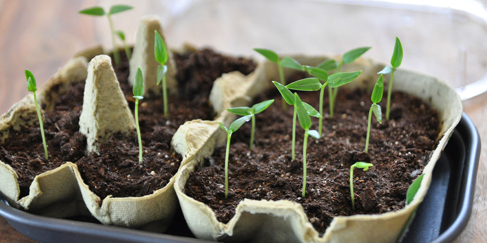 seed gardening