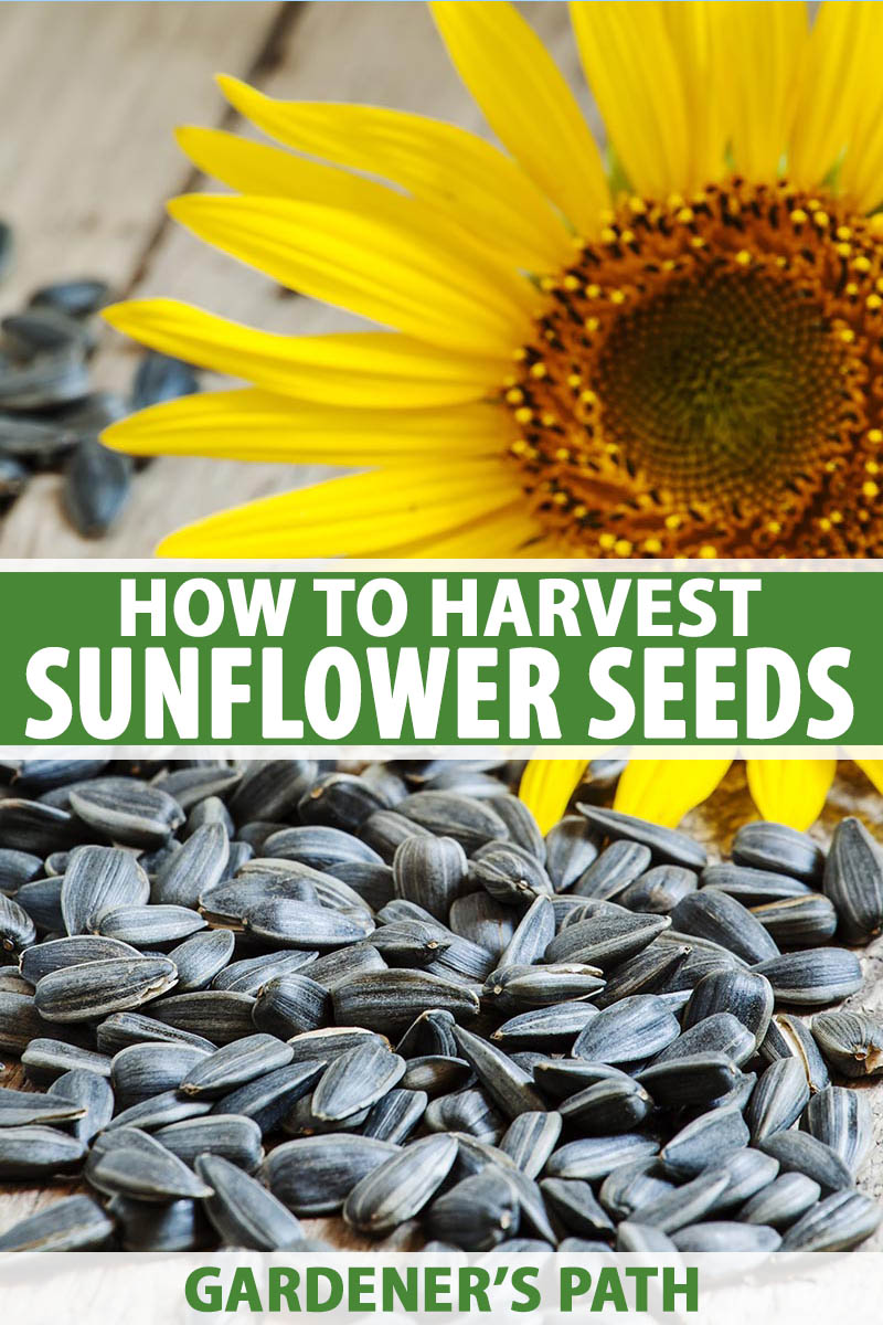 sunflower seeds for planting