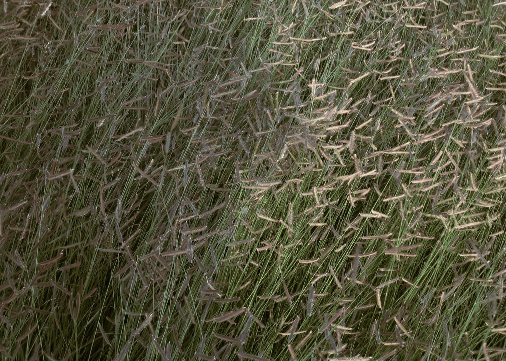 blue grama grass