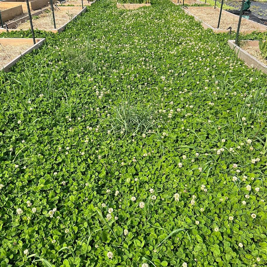 clover lawn seed