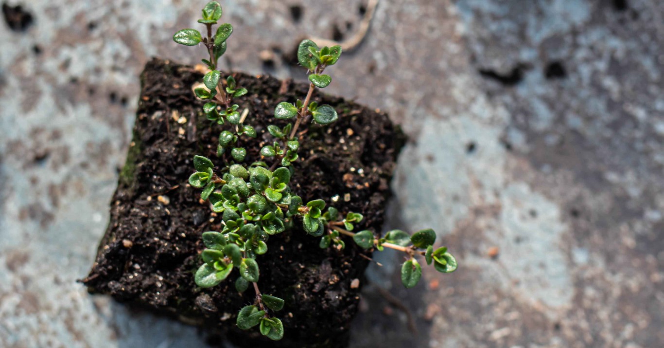 creeping thyme seeds