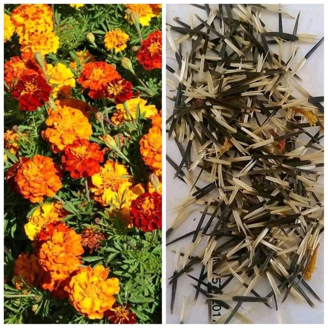 french marigold seeds