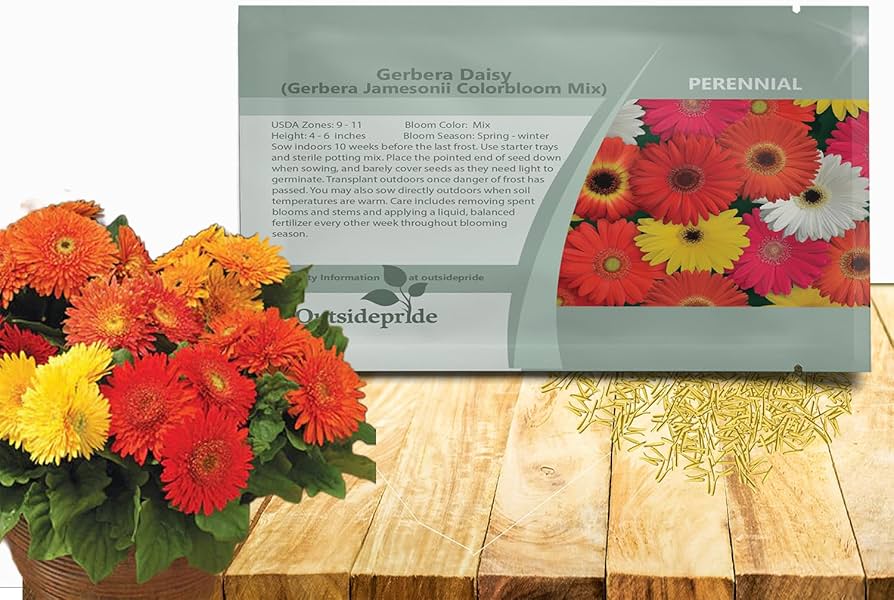 gerbera daisy seeds