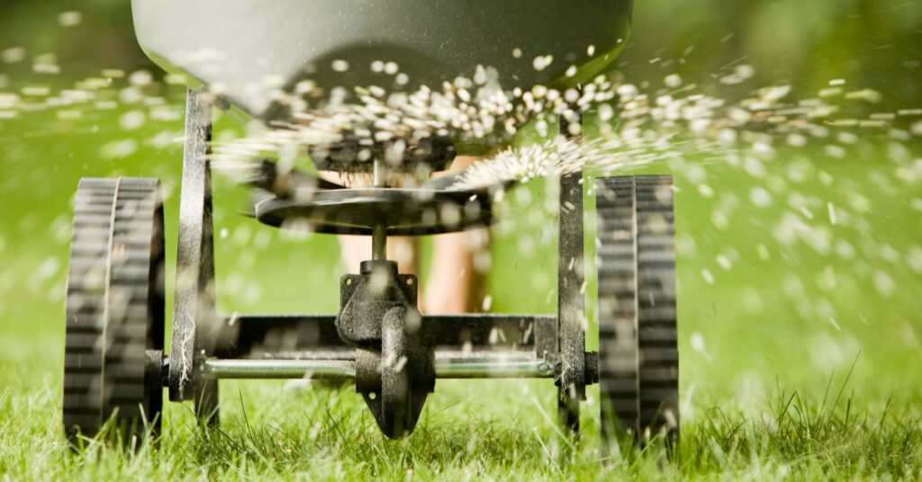 lawn seed