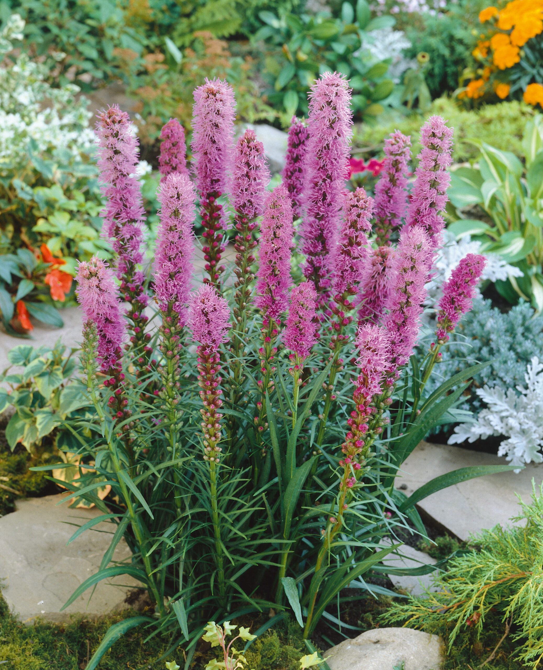 liatris spicata blazing star
