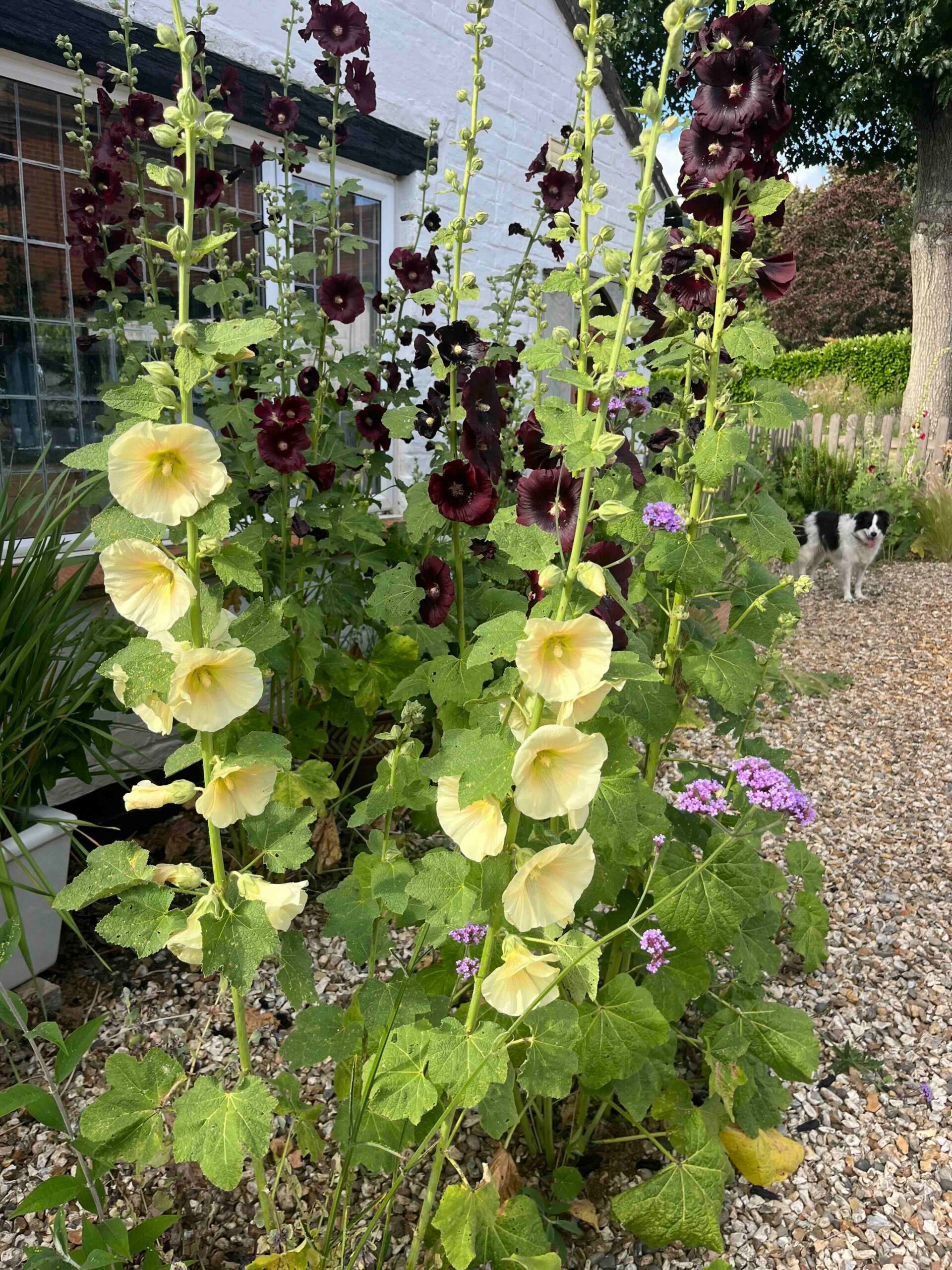 planting hollyhock seeds