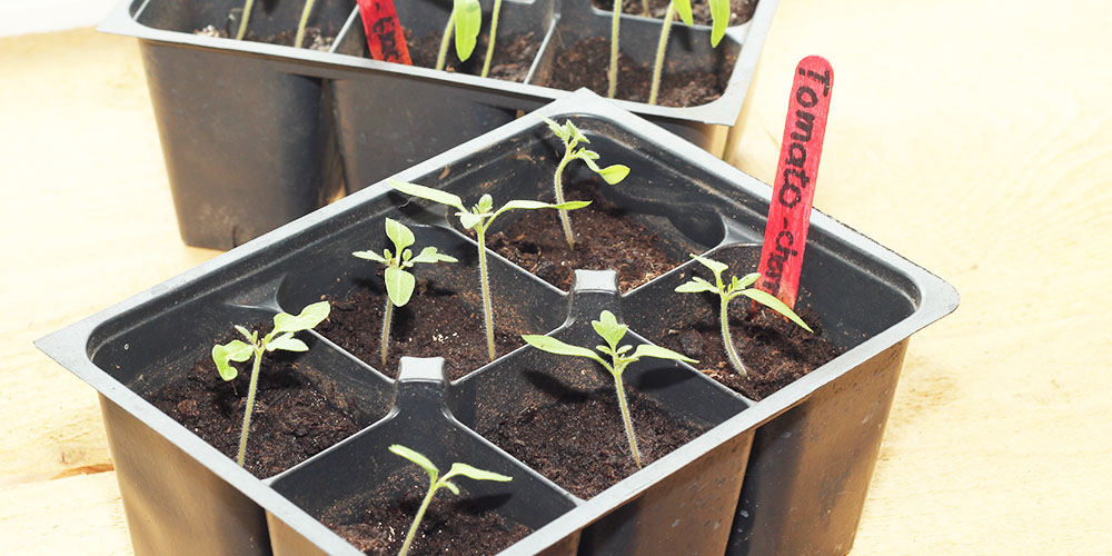 planting tomato seeds