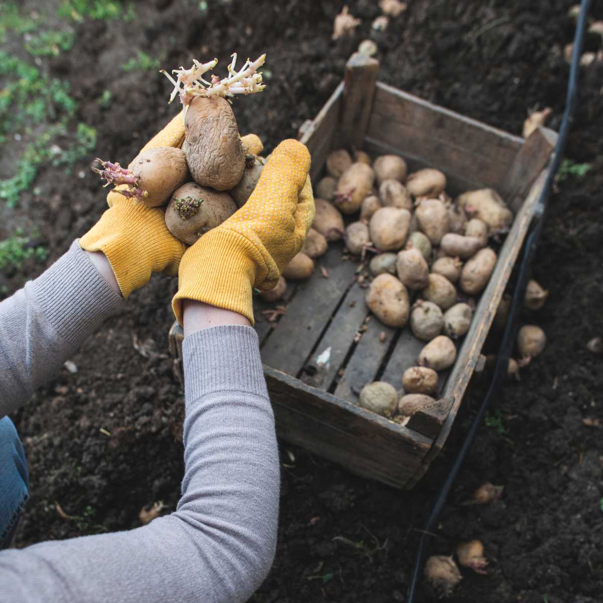potato seedlings